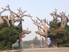 -禹州森林植物园