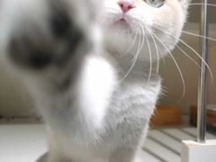 -东方名猫馆·英短金渐层布偶猫舍(环线广场1号楼店)