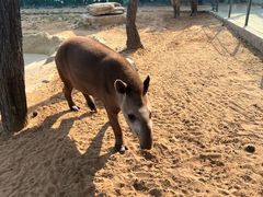 -西霞口神雕山野生动物世界