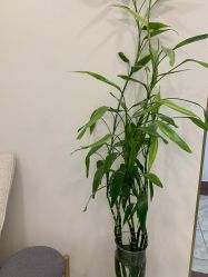 -苗方清颜·祛痘皮肤管理