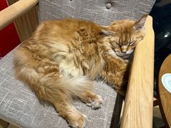 -藏猫猫咖啡主题馆(中央大道店)