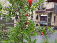 -俏巴渝·家宴·生日宴(锦绣城店)