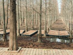 -泗洪洪泽湖湿地景区