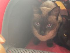 -宠颐生宠物医院·心肾内科·猫专科诊疗中心宠巢店