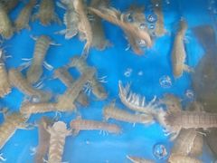 -宾朋海鲜特色美食餐厅·纯手工鲅鱼水饺(兴海路店)