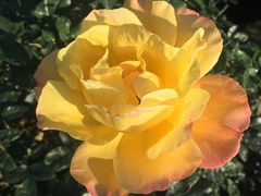 -人民公园(罗湖区)