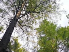 -新江湾城公园