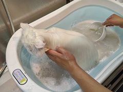 -PETKIT小佩宠物·低压洗护(国顺东路店)