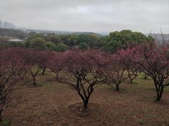 -无锡梅园公园