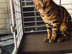 -佳雯宠物医院(金华南路分院)