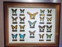 -上海昆虫博物馆