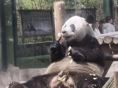 -栾川竹海野生动物园