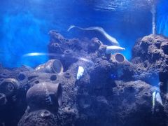 -石家庄海洋公园