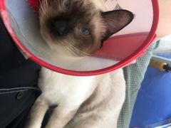 -爱诺耐芙动物医院(万博店)