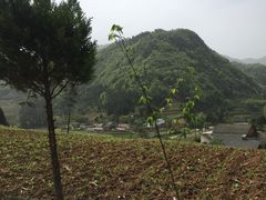 -后柳水乡