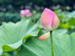 -陈家山荷花公园