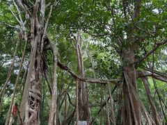-中国科学院西双版纳热带植物园