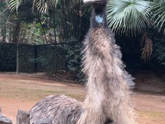 -深圳野生动物园