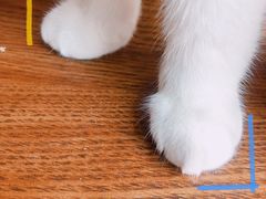 -猫爪屋猫咖(乐汇城店)