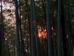 -云栖竹径