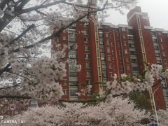 -高东镇樱花园