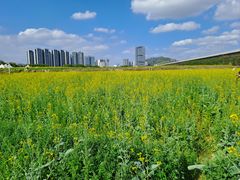 -光明小镇欢乐田园