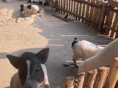 -泉州海丝野生动物世界