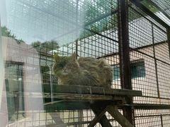 -青藏高原野生动物园