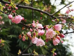 -武汉大学-樱园