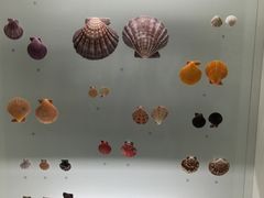 -青岛贝壳博物馆