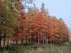 -小芝红树林