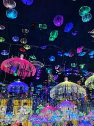 点击看大图 -萌兔星空蹦床撸兔馆