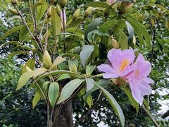 -梧桐山风景名胜区