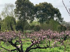 -南汇桃花村