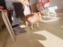 -瑞派宠物医院·中兽医专科(中央商城分院)