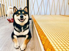-柴迷FANS CLUB·柴犬狗咖·猫咖