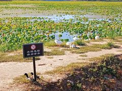 -天津东丽湖风景区