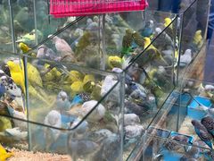 -青石桥花鸟鱼虫市场(叠翠城店)