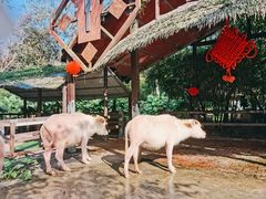 -海南热带野生动植物园