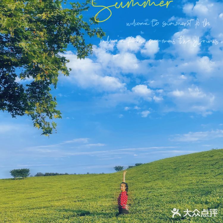 位于花溪的羊艾茶场，非常推荐大家伙去看看