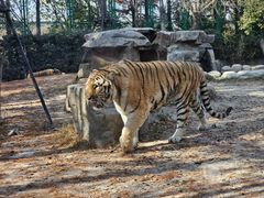 -上海野生动物园老虎餐厅
