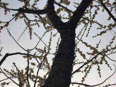 -香雪海