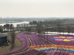 -杭州湾海上花田景区
