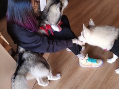 -Husky Go! 哈士奇体验馆·宠物咖啡厅狗咖