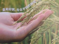 -嘉和一品粥(政府街店)