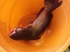 -粗粮人家·东北菜(洋桥店)