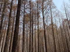 -日照海滨国家森林公园