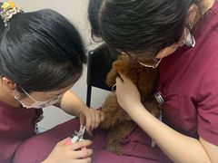 -瑞鹏宠物医院·爱宠堂·骨外专科(西荷分院)