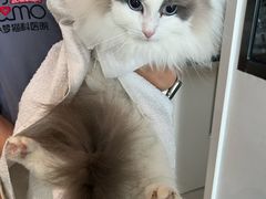-御宝贝·A梦猫科宠物医院(国际猫友好医院)