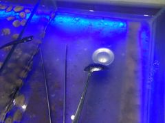 -银鲨海鲜烤肉火锅自助餐厅(五星店)